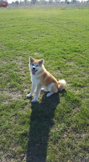 Sukina Inu Akiro