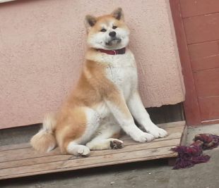 Sukina Inu Aya Kaida