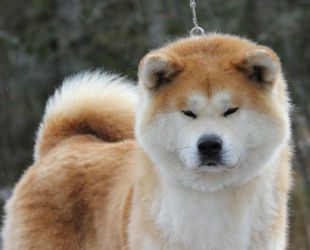 Lavr De Dis Takekumo