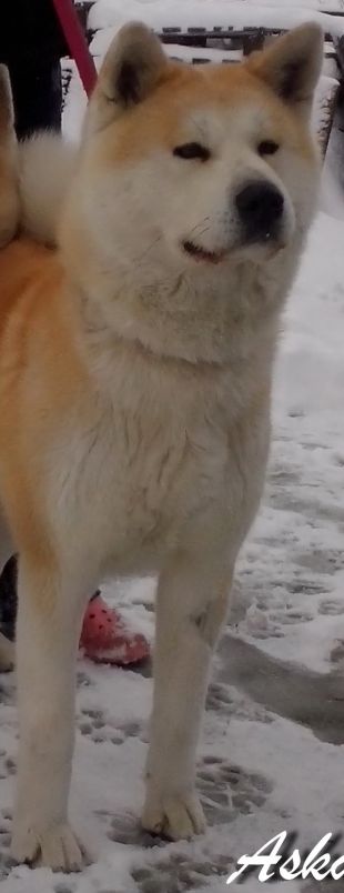 Aska
