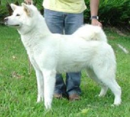 Chie Hime Leonor Akita Pr