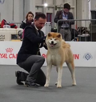 Bifuu Fuku Umi Go Dogma Kennel
