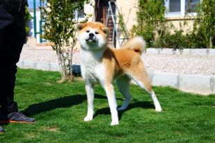 Amaya Go