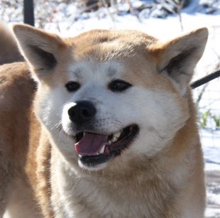 Beniko Of Kusnezov