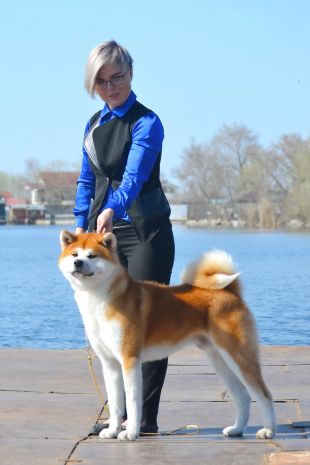 Akari Angeland Megumaro Odzi
