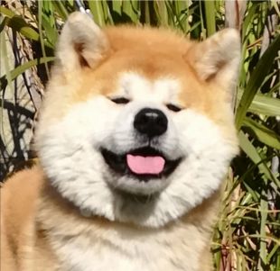 Hachiko Samurai C'Kouchi