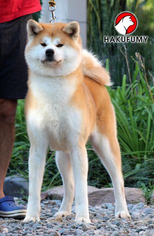 Sonoe Go Hakufumy