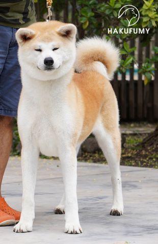 Haori Go Hakufumy