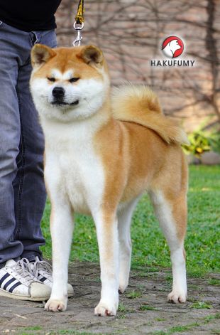 Uta Go Hakufumy