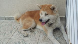 Bansho Hachi Go Fighting Dog