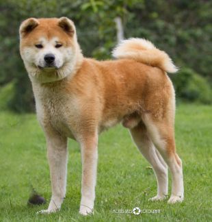 Jidai Go Fighting Dog