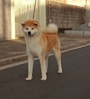 Ayume Cpa Br Go Of Uzumaki