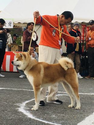Ryuuhou Go Bitchuu Ichiriki