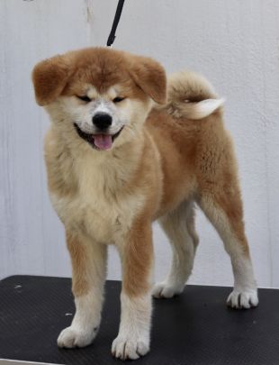 Saori Go Okami Kuma Ken