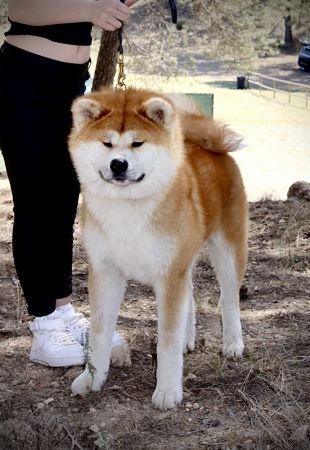 Houzanryu Go Okami Kuma Ken