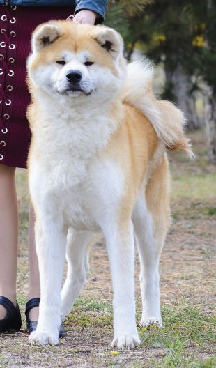 Izumi Gai Vakimitsu
