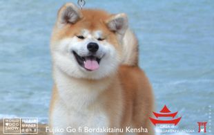 Fujiko Go Di Bordakitainu Kensha