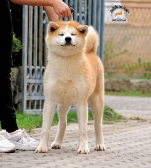Yumiko Go Saisho No Hoshi
