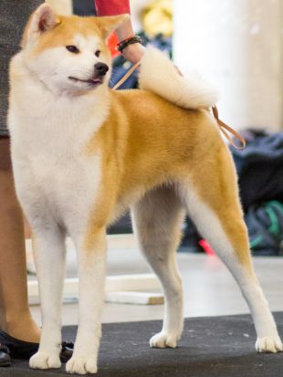 Etsuko Go Sauletekis