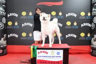 Akita Pedigree