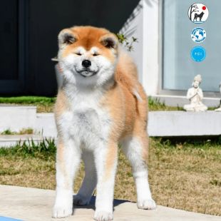 Mizuki Kizoku Itsumo Go