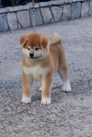 Akita Pedigree