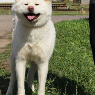 Rumiko Iron Hund