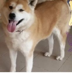 Tomo No Kimi Hasuna