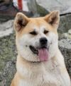 Sukina Inu A'Satja