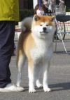 Shimon Go Kagawa Tsutsui