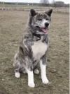 Przyjazny Akita Bakudai