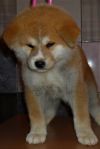 Hana Go Akimito Kensha