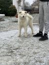 Hakuba Mori No Tama Kimiko