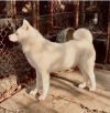 Bisetsu Of Hilldon's Akita