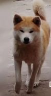 Shiretoko No Shion