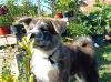 Hoshi Yamato Inu