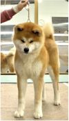 Gattai Golden Shine Zintami