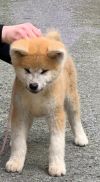 Shinzan Go