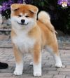 Daiichiryuu Go Fuen No Oka