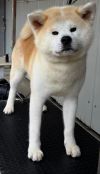 Haruka Go Di Bordakitainu Kensha