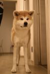 Eiyu Tataeru Uta Go Dogma Kennel