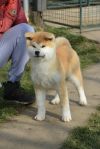 Poka Go Haiku Ken