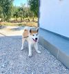 Yuki