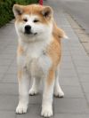 Ryu Go Kuma Kai Kennels