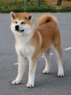 Rina Go Kuma Kai Kennels