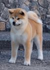 Dunia Go Fukushu No Kensha