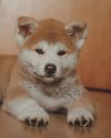 Hoshi Apollo Go Thunderkuhl