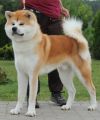 Shunko Go Di Bordakitainu Kensha Sumatora