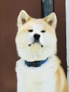 Nux Kenji