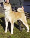 Amaterasu Inu Yoko Zuna Kinu Inu